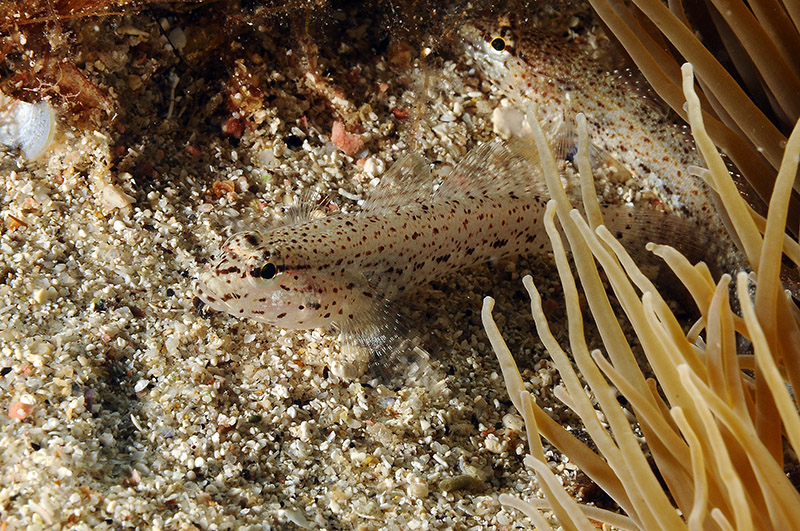 Gobidi di sabbia dell''Asinara